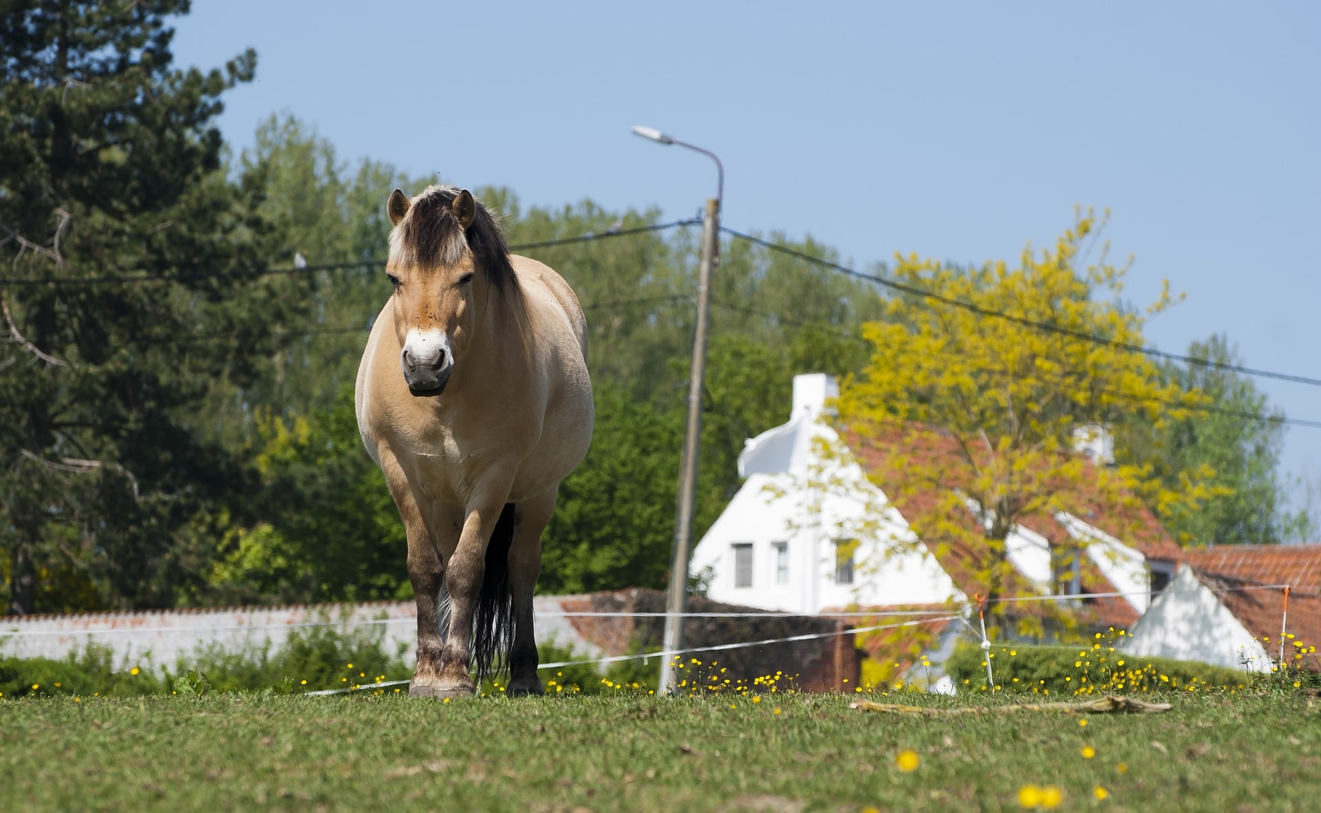 Klein paard - een ponyras uit Midden- en Oost-Europa